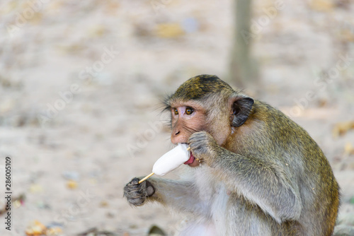Photography Macquaqe monkey eats an ice-cream which it was given by a tourist, Siem Reap, Ca