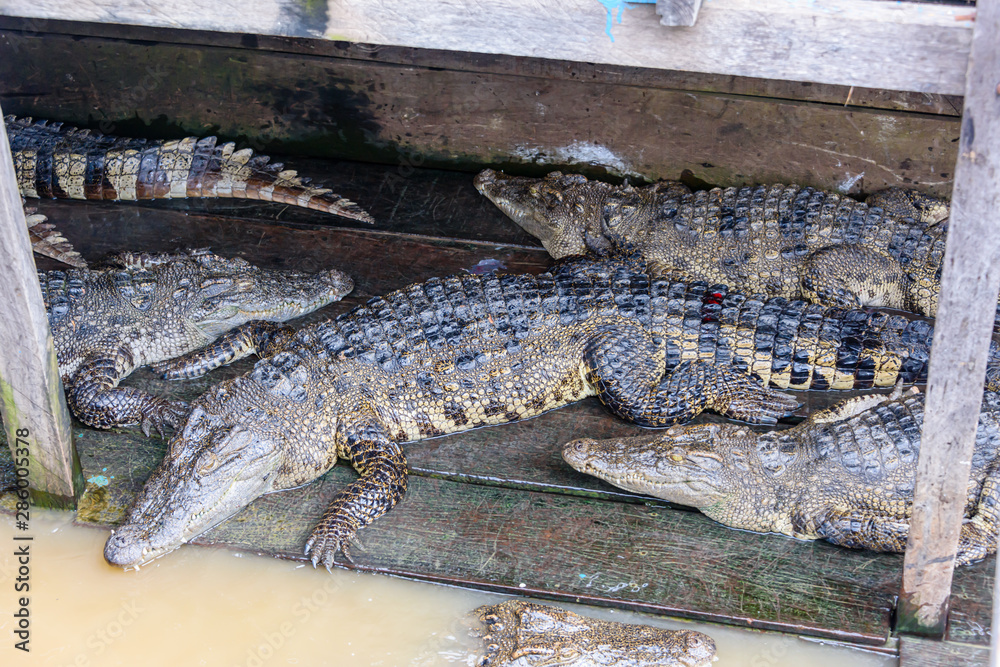 Obraz premium Crocodiles on a wooden platform at a crocodile farm, Siem Reap river, Cambodia