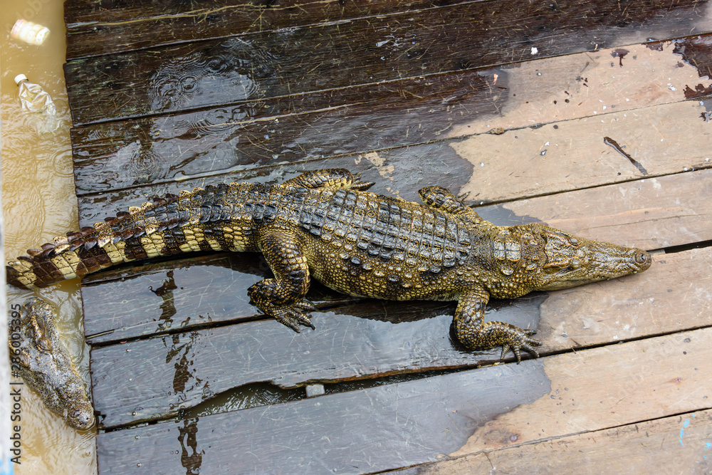 Crocodile on a wooden platform at a crocodile farm, Siem Reap river, Cambodia Crocodile on a wooden platform at a crocodile farm, Siem Reap river, Cambodia