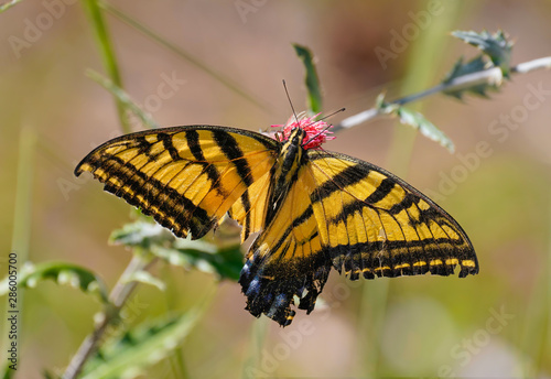 A Double Swallowtail Butterfly drinking pollen from a desert flower. His lower wings have been badly damaged, but he is still surviving.