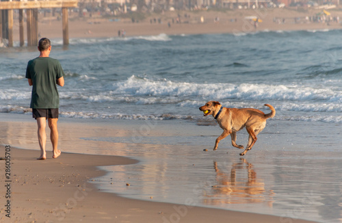 Dogs On the Beach