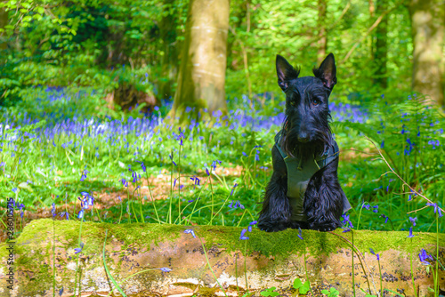 Black scottist terrier wearing a walking harness in a forest with bluebells