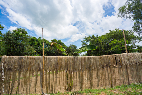 Bangladesh – August 06, 2019: Jute fiber are kept hang on for sun drying at Madhabdi, Narsingdi, Bangladesh. photo