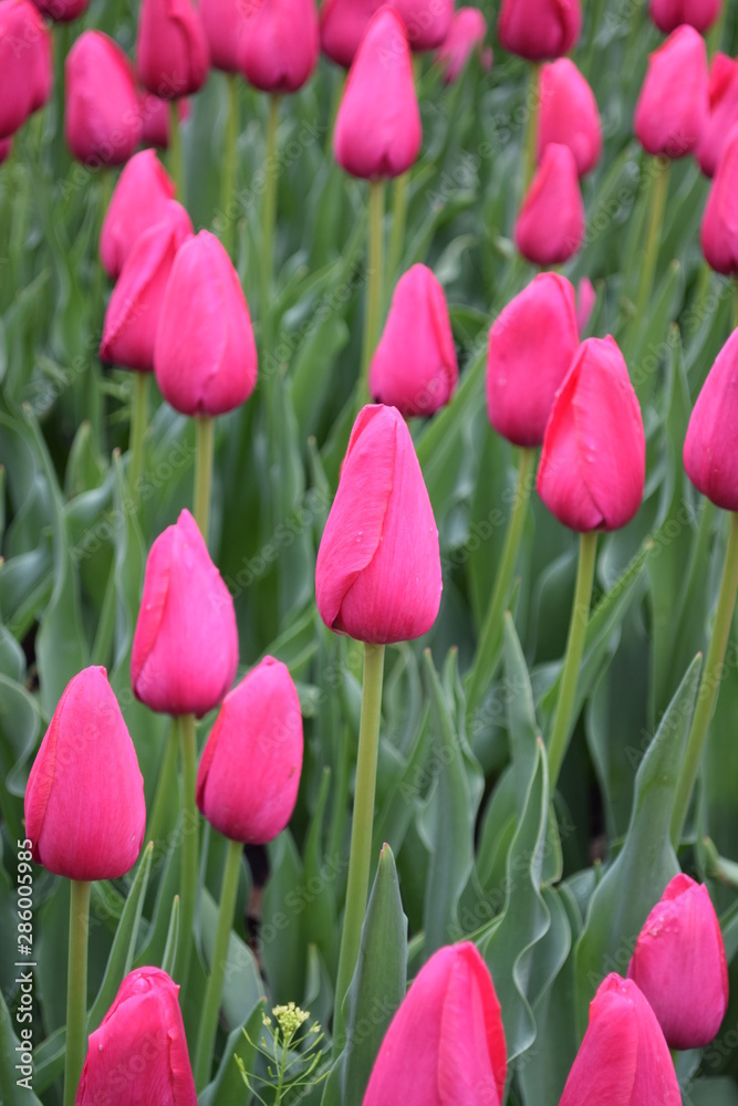 pink tulips in garden
