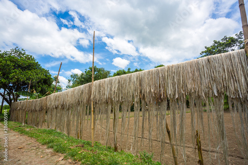 Bangladesh – August 06, 2019: Jute fiber are kept hang on for sun drying at Madhabdi, Narsingdi, Bangladesh. photo