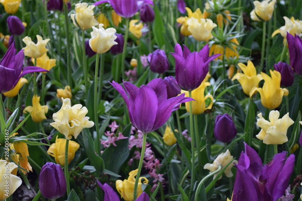 tulips in garden tulips in garden
