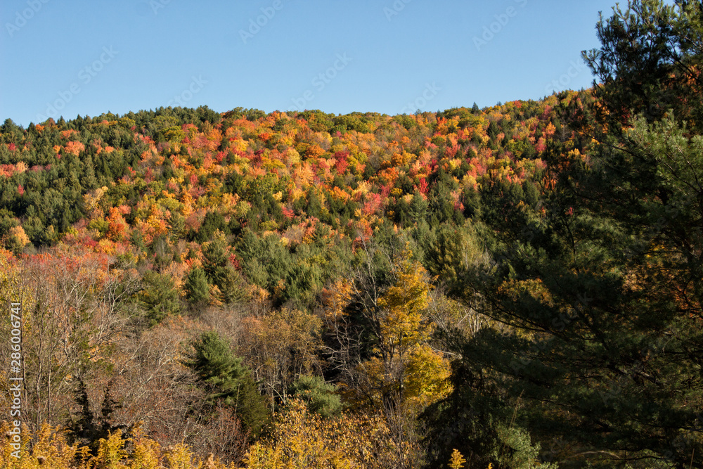 Autumn Landscape with Trees and Blue Sky