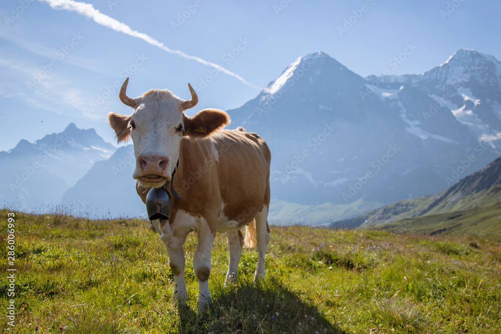 Beautiful idyllic alpine landscape with swisss cow, Alps mountains, Switzerland Beautiful idyllic alpine landscape with swisss cow, Alps mountains, Switzerland