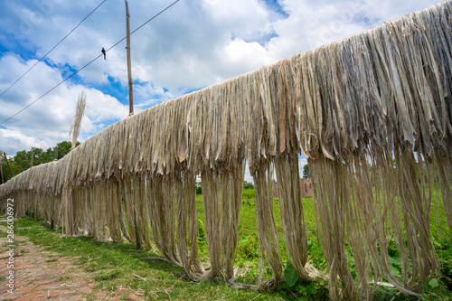 Bangladesh – August 06, 2019: Jute fiber are kept hang on for sun drying at Madhabdi, Narsingdi, Bangladesh. photo