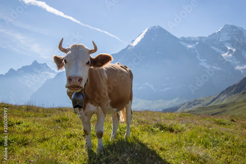 Beautiful idyllic alpine landscape with swisss cow  Alps mountains  Switzerland