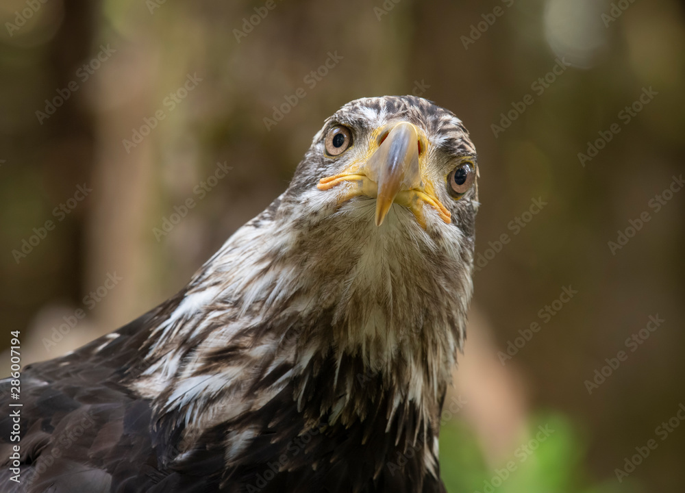 Obraz premium Young Bald Eagle Facing Forward