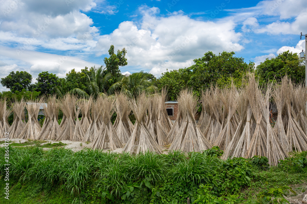 Fototapeta premium Bangladesh – August 06, 2019: A sunny day, Blue white green and brown color layer in beautiful bangladesh jute drying scene at Madhabdi, Narsingdi, Bangladesh.