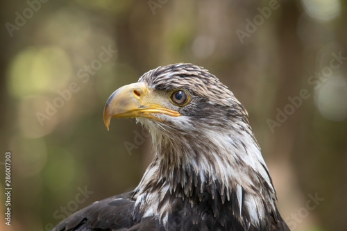 Side View of Young Bald Eagle
