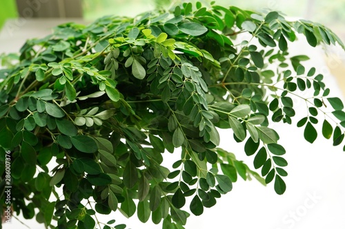 Fresh Moringa or Muringa leaves isolated on white, selective focus