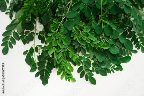Photography Fresh Moringa or Muringa leaves isolated on white, selective focus