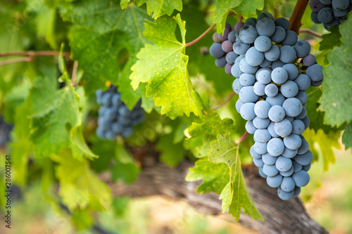 Lush Wine Grapes Clusters Hanging On The Vine