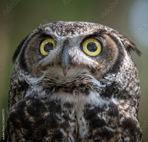 Great Horned Owl © Betty Sederquist