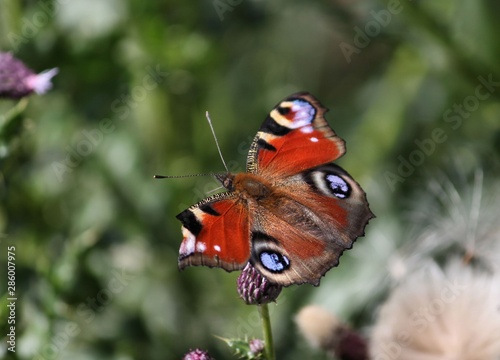 butterfly on flower © Tamara