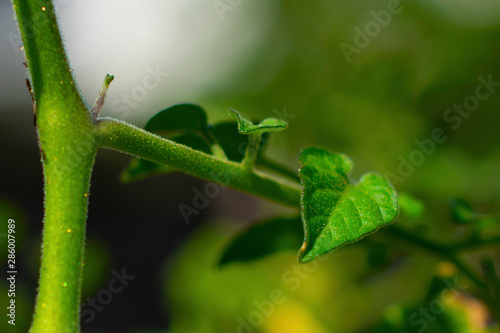 Cherry Tomoto Plant Leaves Micro Macro Close Up © Bruno