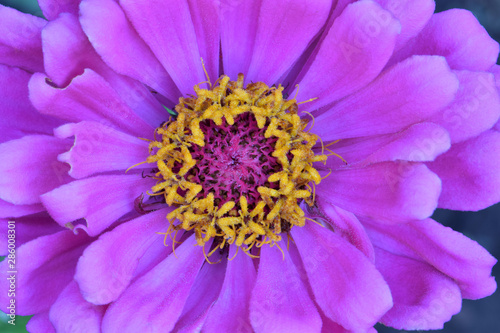 Pink Zinnia Floret Mandala 06