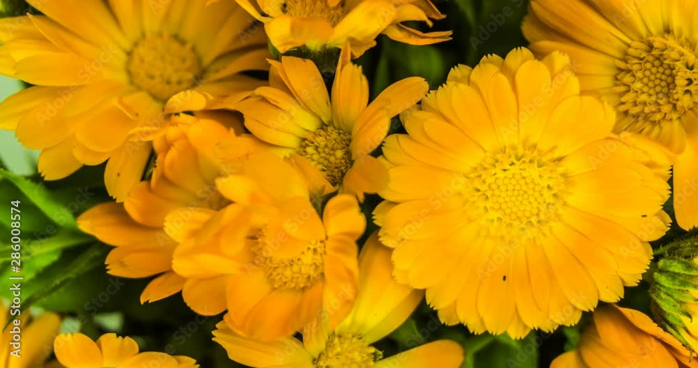 Marigold flowers bouquet time lapse. Marigold flowers bouquet time lapse.