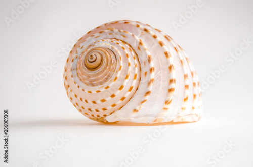 Sea shell tropical mollusk isolated on white