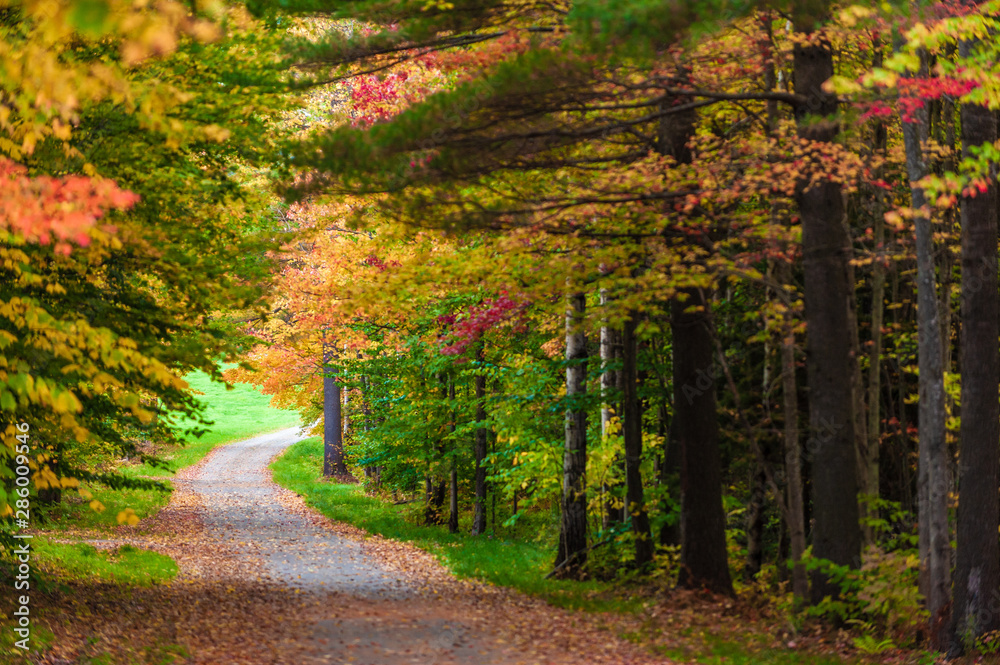 Obraz premium Gravel road leading through a canopy of trees.