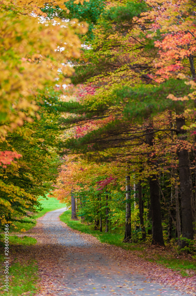 Obraz premium Gravel road leading through a canopy of trees.
