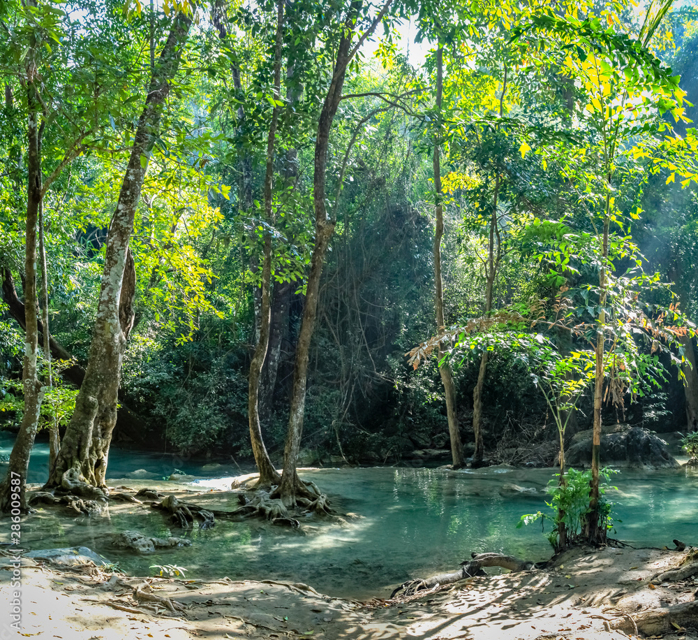 Obraz Bardzo czysta woda pokazuje korzenie drzew 3 drzew w gęstym lesie Parku Narodowego Erawan w Tajlandii