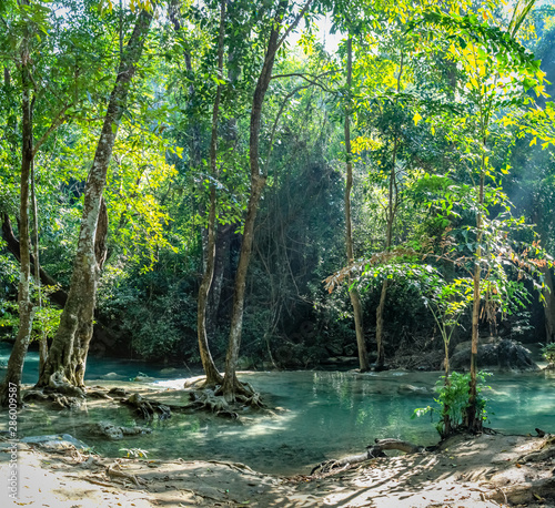 Very clear water shows tree roots of 3 trees in the dense forest of Erawan National park in Thailand