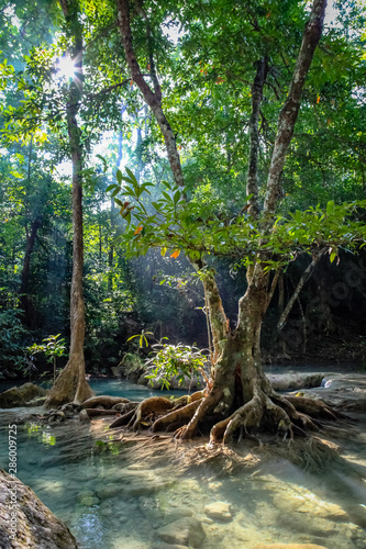 Sunlight through the trees make the clear water of Erawan National park in Thailand glow and highlight the tree roots