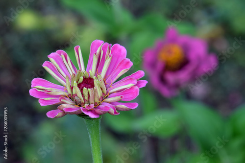 Zinnia Teen Flower 01