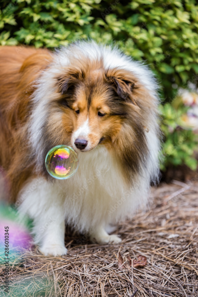 Sheltie Bubbles Sheltie Bubbles