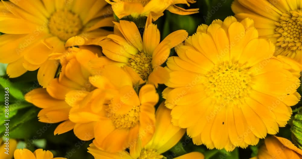 Marigold flowers bouquet time lapse. Marigold flowers bouquet time lapse.
