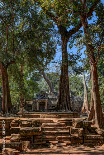 Enormous trees threaten to consume the Ta Prohm Temple in Cambodia.