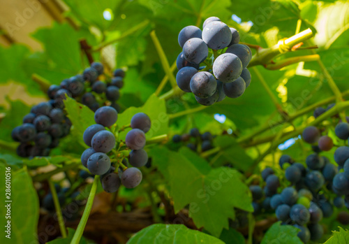 Vine with grapes in a garden in sunlight in summer