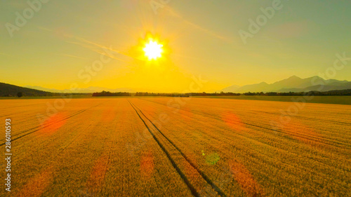 AERIAL  Beautiful wheat field scenery on sunny evening in idyllic countryside