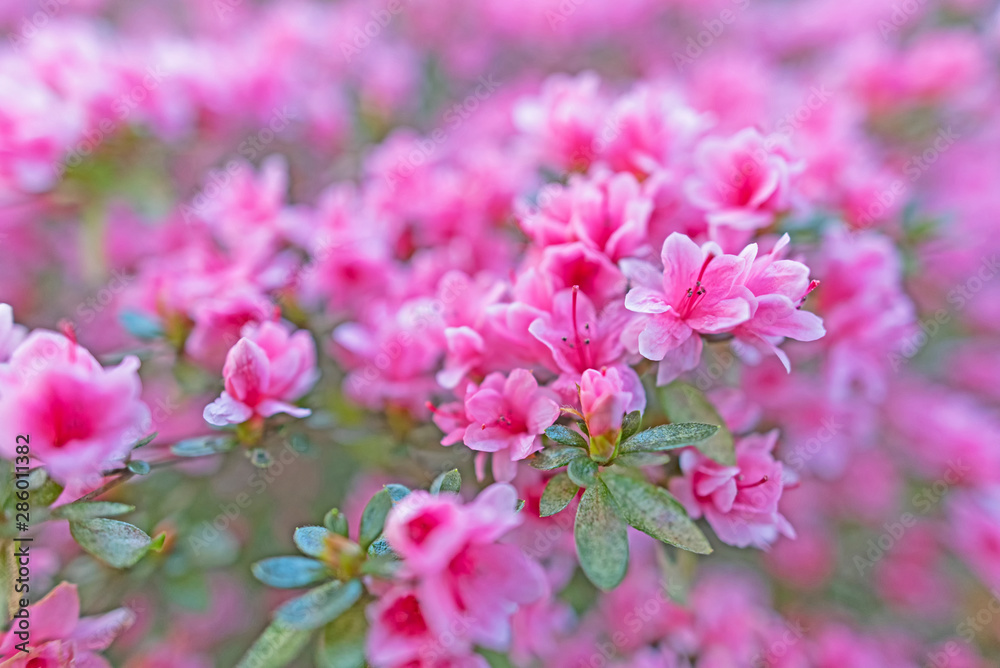 Small Pink Azalea with Wide Angle Lens