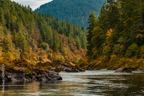 Foto Fall colors of deep orange and burnt yellow on the Rogue River with a pine fores