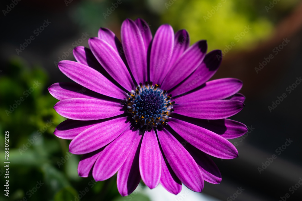 A close-up of a purple flower with long petals, with vibrant colors and bokeh background A close-up of a purple flower with long petals, with vibrant colors and bokeh background