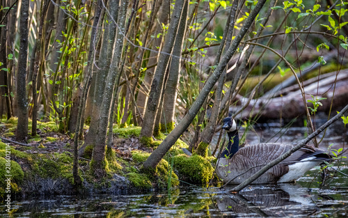 Goose looks towards the camera as he swims next to a mossy island thick with small trees