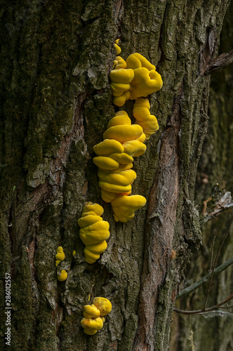 Laetiporus sulphureus is a species of bracket fungus (fungi that grow on trees) found in Europe. Its common names are crab-of-the-woods, sulphur polypore, sulphur shelf, and chicken- photo