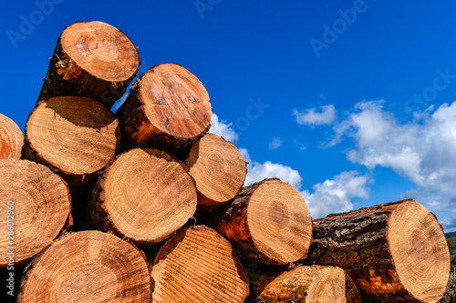 Wood pine pile