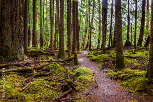 Moss covers nearly everything except the path winding through the Hoh Rain Forest photo