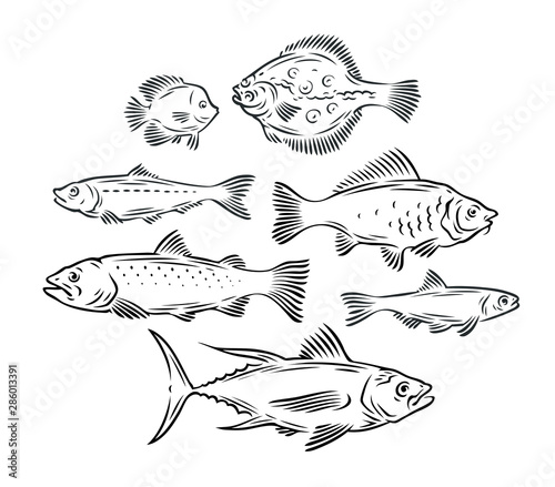 Photography Various fish set. Seafood, fishing sketch vector illustration