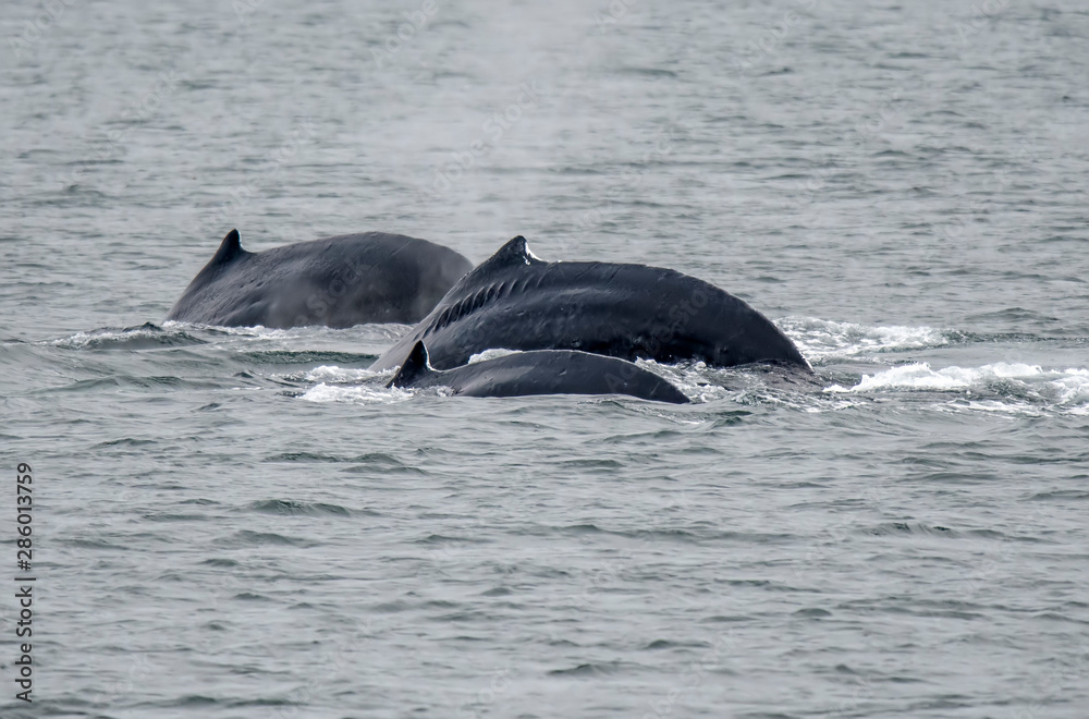 Fototapeta premium Humps or Backs of Diving Humpback Whales
