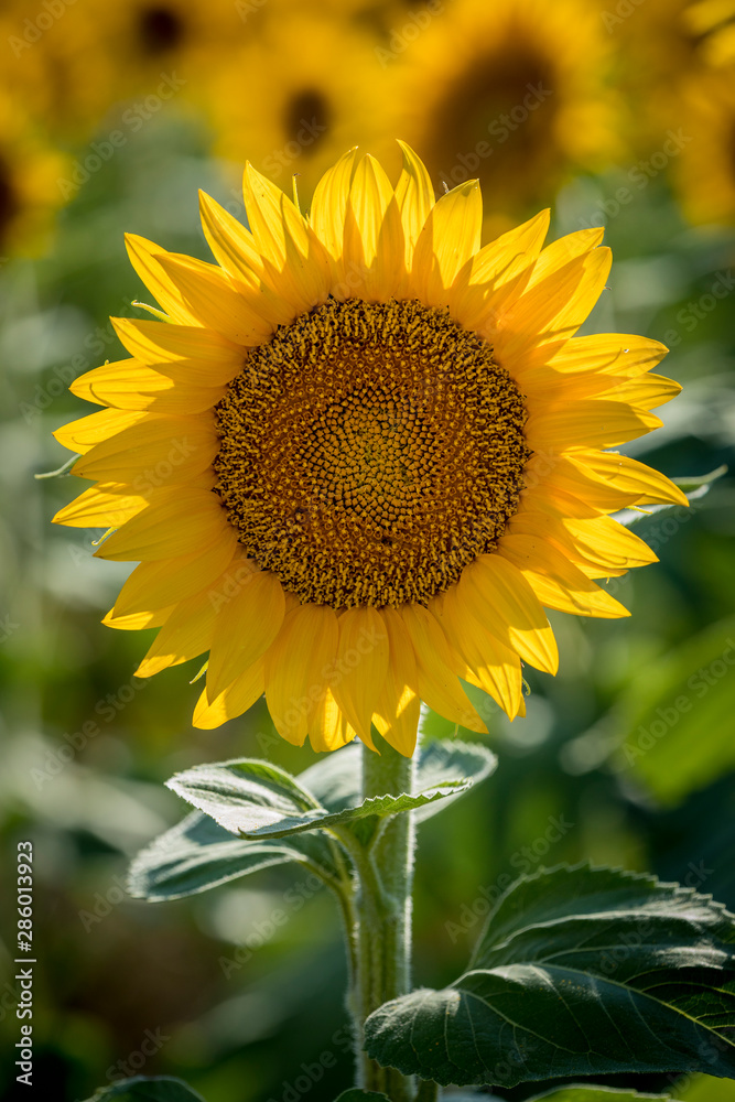 Fototapeta premium Sunflower fields in Colorado near Denver International Airport