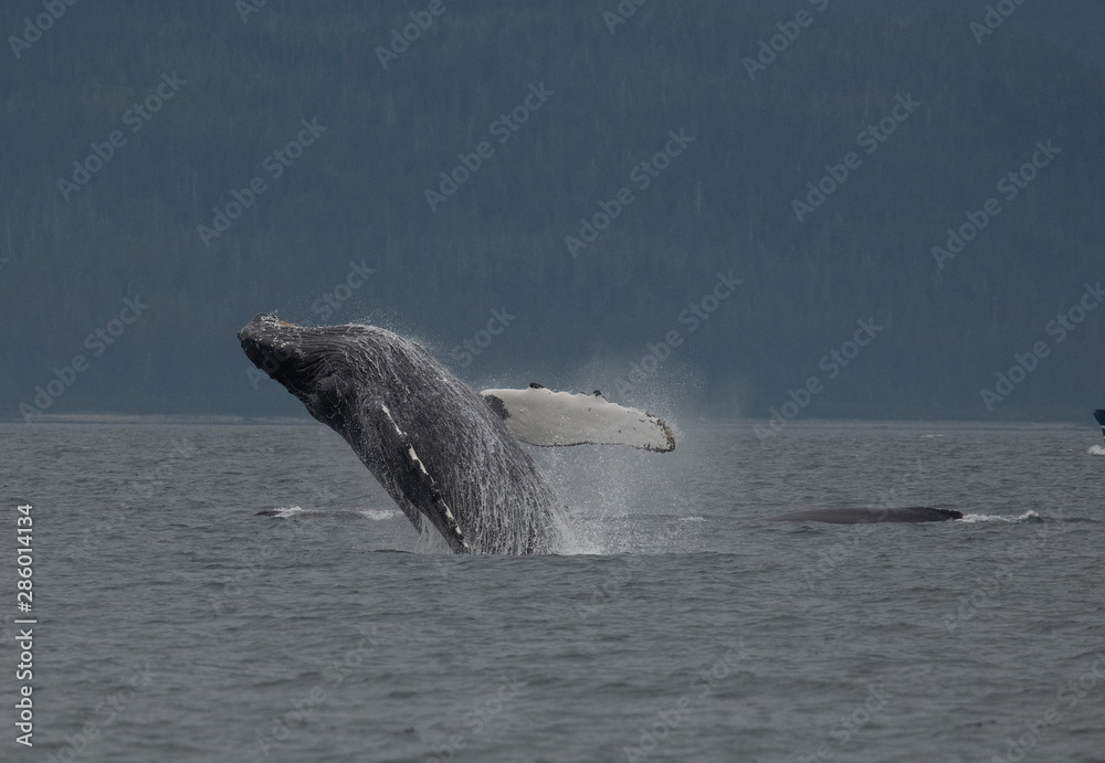 Fototapeta premium Breaching Humpback Whale