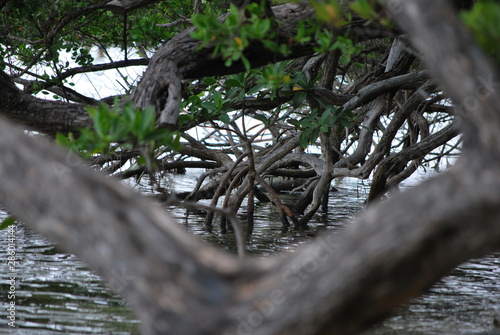 mangrove tree