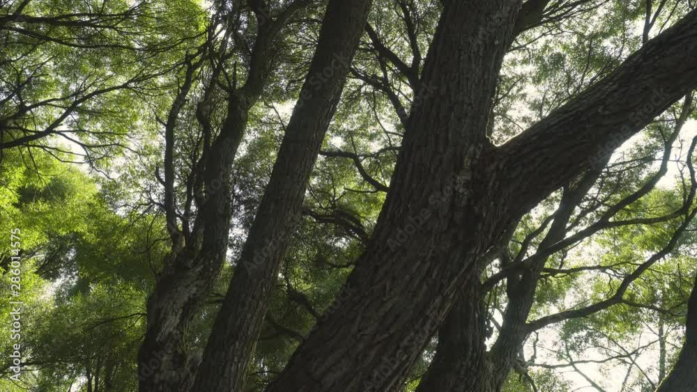 view up at the branches and trunks of trees, dolly shot view up at the branches and trunks of trees, dolly shot